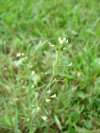 Shepherd's Purse (Capsella bursa-pastoris)