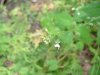 Smaller Enchanter's Nightshade (Circaea alpina)