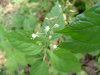 Smaller Enchanter's Nightshade (Circaea alpina)