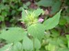 Hemp Nettle (Galeopsis tetrahit L.)