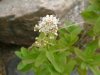 Broad-Leaved Meadow Sweet (Spiraea latifolia)