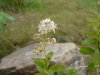 Broad-Leaved Meadow Sweet (Spiraea latifolia)