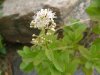 Broad-Leaved Meadow Sweet (Spiraea latifolia)