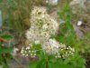 Broad-Leaved Meadow Sweet (Spiraea latifolia)