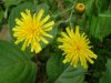 Perennial Sow Thistle (Sonchus arvensis L.)