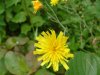Perennial Sow Thistle (Sonchus arvensis L.)