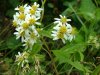 Possibly a Fringed Aster ; Ciliolate Aster (Aster ciliolatus)
