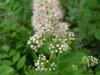 Broad-Leaved Meadow Sweet (Spiraea latifolia)