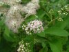Broad-Leaved Meadow Sweet (Spiraea latifolia)