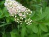 Broad-Leaved Meadow Sweet (Spiraea latifolia)
