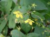 Fringed Yellow-Loosestrife (Lysimachia ciliata)