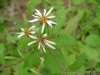 Possibly a Tall Flat-Topped Aster (Aster umballatus)