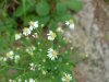 Possibly a Tall Flat-Topped Aster (Aster umballatus)
