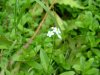True Forget-me-not (Myosotis scorpioides)