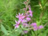 Winged Loosestrife (Lythrum alatum)