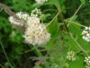 Broad-Leaved Meadow Sweet (Spiraea latifolia)