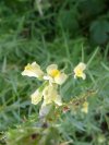 Butter and Eggs; Toadflax; Impudent Lawyer; Perennial snapdragon; Rabbit-flower; Jacob's Ladder (Linaria vulgaris Hill)