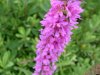 Purple Loosestrife; Spiked Loosestrife (Lythrum salicaria)