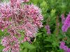 Spotted Joe-Pye Weed (Eupatorium maculatum)