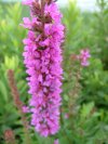 Purple Loosestrife; Spiked Loosestrife (Lythrum salicaria)