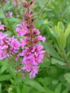 Purple Loosestrife; Spiked Loosestrife (Lythrum salicaria)