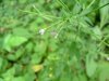 Northern Willowherb (Epilobium ciliatum)