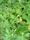 Northern Willowherb (Epilobium ciliatum)