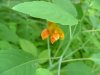 Spotted Touch-me-not; Jewelweed (Impatiens capensis Meerb)