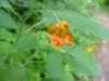 Spotted Touch-me-not; Jewelweed (Impatiens capensis Meerb)