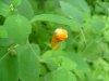 Spotted Touch-me-not; Jewelweed (Impatiens capensis Meerb)