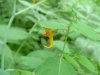 Spotted Touch-me-not; Jewelweed (Impatiens capensis Meerb)