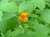 Spotted Touch-me-not; Jewelweed (Impatiens capensis Meerb)