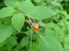 Spotted Touch-me-not; Jewelweed (Impatiens capensis Meerb)