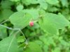 Spotted Touch-me-not; Jewelweed (Impatiens capensis Meerb)