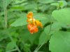 Spotted Touch-me-not; Jewelweed (Impatiens capensis Meerb)