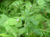 Northern Willowherb (Epilobium ciliatum)