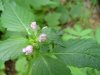 Hemp Nettle (Galeopsis tetrahit L.)
