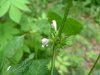 Hemp Nettle (Galeopsis tetrahit L.)