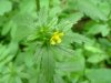 Rough-fruited Cinquefoil (Potentilla recta)