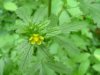 Rough-fruited Cinquefoil (Potentilla recta)