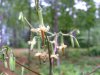 White Rattlesnake-Root; White Lettuce (Prenanthes alba)