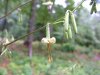 White Rattlesnake-Root; White Lettuce (Prenanthes alba)