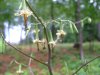 White Rattlesnake-Root; White Lettuce (Prenanthes alba)