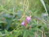 Unidentified wildflower of the Legume family?