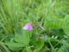 Unidentified wildflower of the Legume family?