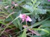 Unidentified wildflower of the Legume family?