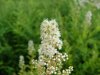 Broad-Leaved Meadow Sweet (Spiraea latifolia)