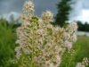 Broad-Leaved Meadow Sweet (Spiraea latifolia)