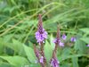 Swamp Vervain; (Verbena hastata)