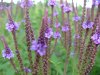 Swamp Vervain; (Verbena hastata)